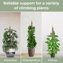 2-pack-28-bendable-moss-pole-monstera-pl-4.jpg