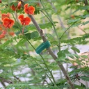 garden-hookloop-plant-cable-ties-200-pcs-6.jpg