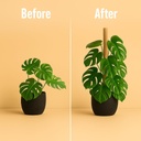 moss-pole-monstera-plant-support-2-pack--6.jpg