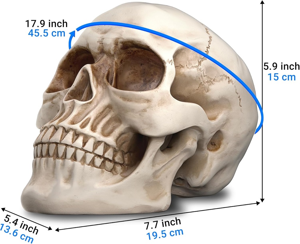 readaeer-resin-skull-human-head-model-fo-2.jpg