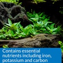 api-root-tabs-freshwater-aquarium-plant--3.jpg