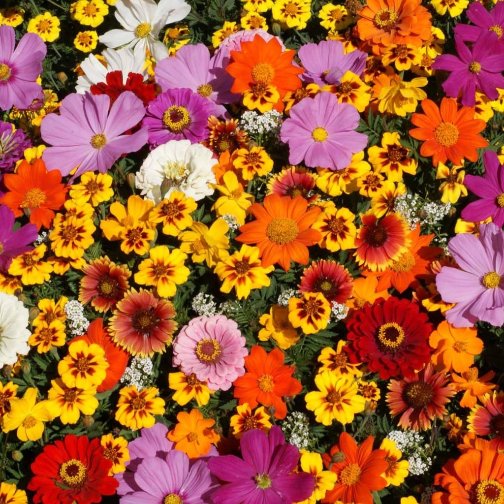 wildflower-seeds-bulk-national-wildflowe-5.jpg