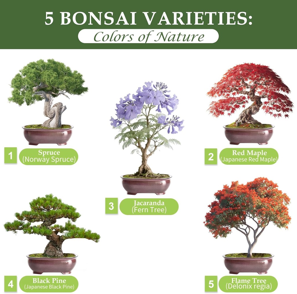 5-diy-bonsai-tree-kit-for-beginners-comp-2.jpg