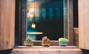 cute-ceramic-succulent-garden-pots-plant-2.jpg