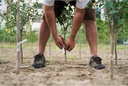 felco-budding-and-grafting-knife-5.jpg