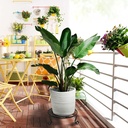 2-pack-10-12-rustproof-black-metal-plant-2.jpg