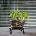 2-pack-10-12-rustproof-black-metal-plant-6.jpg