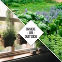 seed-needs-herb-seeds-variety-pack-culin-6.jpg