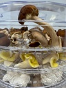 350-watt-mushroom-dehydrator-with-adjust-5.jpg