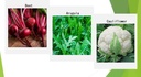 premium-winter-vegetable-seeds-for-plant-5.jpg