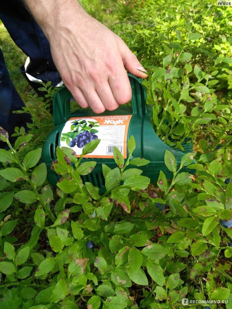 berry-picker-rake---ergonomic-blueberry--6.jpg