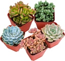 Sprout N Green Live Succulent Plants, 5 Pack Assorted Real Succulents Potted in 2" Starter Pot with Soil Mix, Rare Small Indoor House Plants for Home Garden Wedding Decor Party Favor